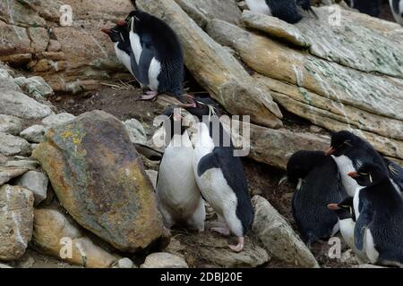 Calling Southern Rockhopper penguins (Eudyptes chrysocome), New Island, Falkland Islands, British Overseas Territory, South America Stock Photo