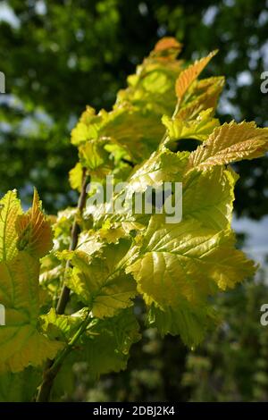 Golden elm Stock Photo