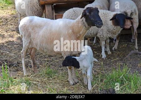 RhÃ¶n sheep with lamp in the animal enclosure Stock Photo