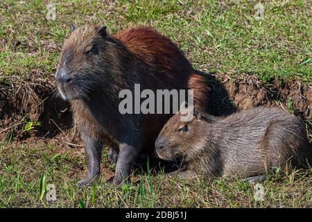Capybara, Hydorchaeris hydrochaeris, Pantanal, Brazil Stock Photo - Alamy
