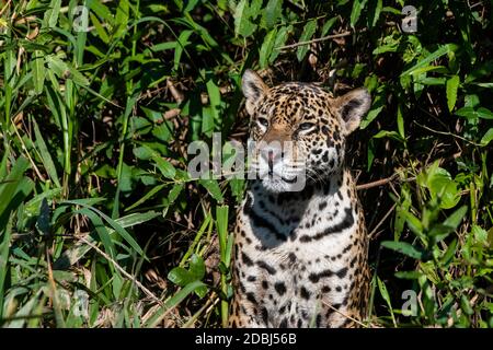 Jaguar (Panthera onca), Pantanal, Mato Grosso, Brazil, South America Stock Photo