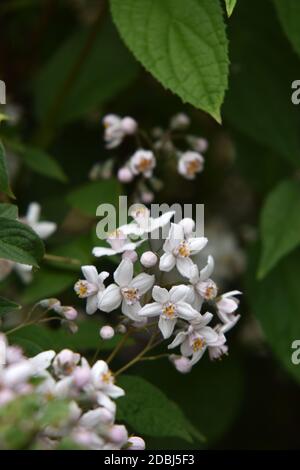 Philadelphus coronarius Stock Photo