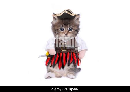 Funny kitten in a pirate costume Stock Photo - Alamy
