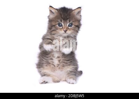 Adorable Tiny 4 Week Old Kitten on White Background Stock Photo