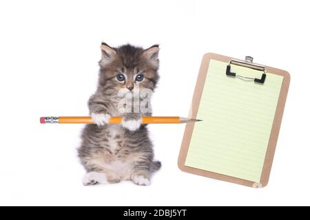 Sweet Kitten Holding Pencil With Blank Clipboard Stock Photo