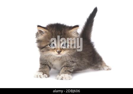 Adorable Tiny 4 Week Old Kitten on White Background Stock Photo