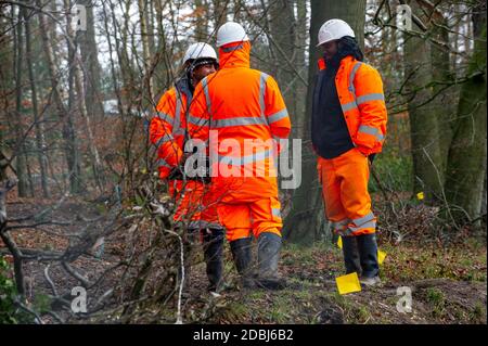 Aylesbury Vale, Buckinghamshire, UK. 17th November, 2020. HS2 workers ignoring social distancing. The Woodland Trust have issued a press release asking for an immediate pause on work at the wood to said that they have “grave concerns” that ancient woodland due for imminent destruction by HS2 Ltd might be felled without proper survey work to identify bat roosts, and without the proper licences required by law. Credit: Maureen McLean/Alamy Live News