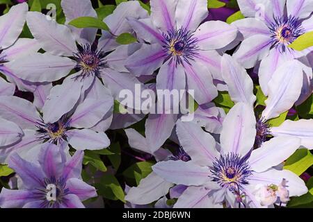 Pink and purple large clematis flowers in spring and summer Stock Photo