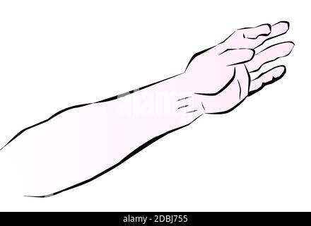 Sketch of a human arm based on sketch by Leonardo Da Vinci Stock Photo