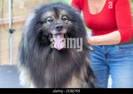 Closeup view of trimed Wolf Spitz Dog sitting on grooming table is looking at the camera. Professional groomer woman is in the background. Stock Photo