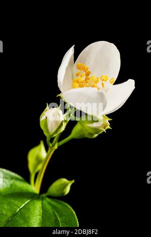 Studio close-up of a semi-open flower with five buds of a European pipe bush (lat .: philadelphus coronarius) and two leaves on a black background, ap Stock Photo