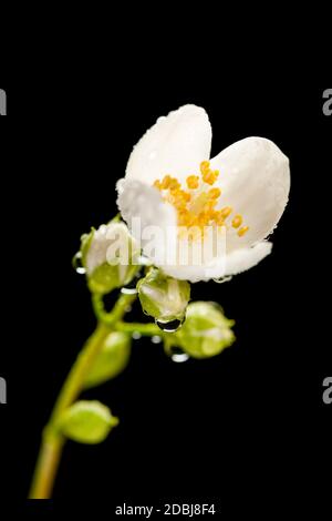 Studio closeup of a half-open flower with five buds of a European pipe bush (lat .: philadelphus coronarius) with drops of water on a black background Stock Photo