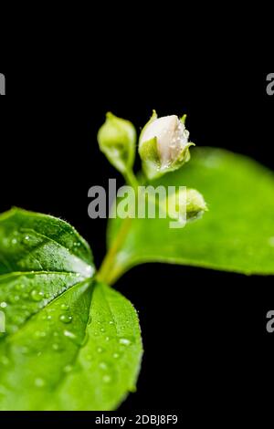 Studio close-up with aperture 5.6 of three damp buds of a European pipe bush (lat .: philadelphus coronarius) with individual freshly opened buds and Stock Photo