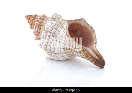 A Conch shell isolated on white with reflection Stock Photo