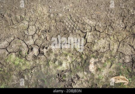 Dried earth with cracks on summer sunny day. Natural ground background. Cracked and dried earth with grass. Stock Photo