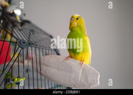 Portrait of a budgerigar parakeet sitting on a cuttlefish bone placed on the side of her cage. Stock Photo