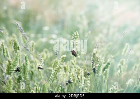 green grass Agropyron with bugs in the steppe of Ukraine, summer day, close up Stock Photo