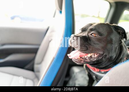 Staffordshire Bull Terrier dog sitting on a rear seat of a car looking through the front seats towards the front windscreen. Shallow focus. Stock Photo