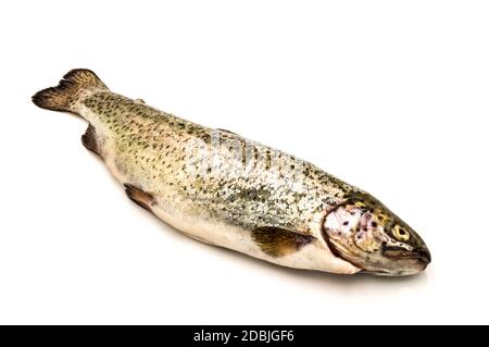 A fario trout on a white background Stock Photo