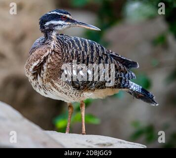 Greater Sunbittern stiiling on rock Stock Photo