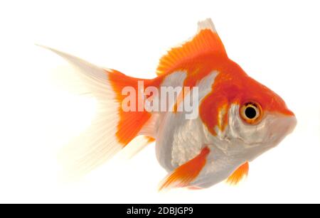 Isolated Approaching Goldfish swimming towards camera, close-up on white Stock Photo