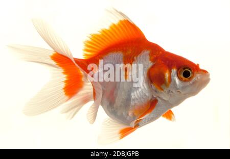 Isolated Approaching Goldfish swimming towards camera, close-up on white Stock Photo