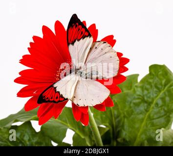 Great Orange Tip Butterfly on a Red Daisy Stock Photo