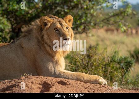 Close-up of male lion lying on mound Stock Photo