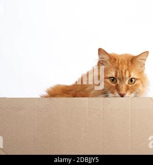 adult ginger fluffy cat peeks out from behind a brown cardboard, place for an inscription, white background Stock Photo