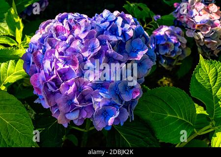 Hydrangea macrophylla known as bigleaf, French or mophead hydrangea, penny mac and hortensia Stock Photo