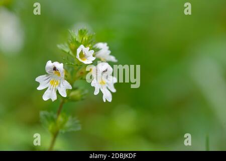 Flowers of the Eyebright Euphrasia rostkoviana, in the Austrian Alps. Stock Photo