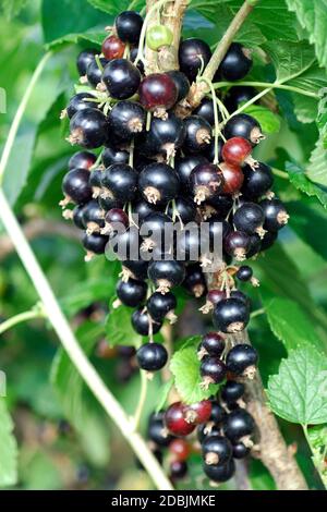 Ribes nigrum 'Titania' Stock Photo