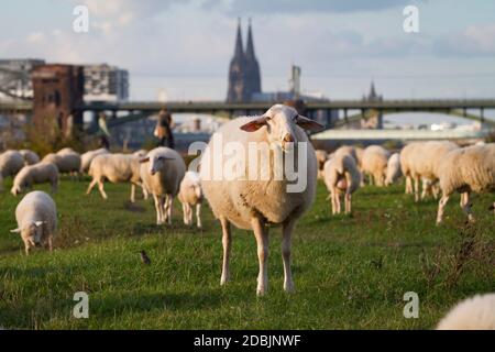 sheep on the river Rhine floodplain in the district Poll, in the background the cathedral, Cologne, Germany.  Schafe auf den Rheinwiesen in Poll, im H Stock Photo