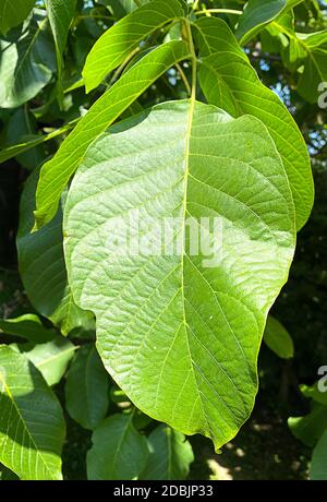 Walnut tree leaf on the tree Stock Photo