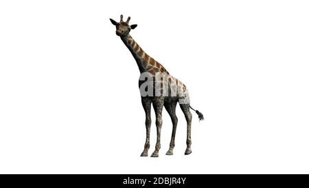 Giraffe stands and looks around - isolated on white background Stock Photo