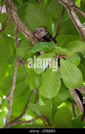 Mexican hairy dwarf porcupine in tree at Manuel Antonio National Park, Costa Rica Stock Photo