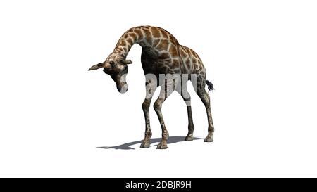 Giraffe attacking - with shadow on the floor - isolated on white background Stock Photo
