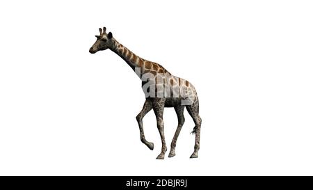 Giraffe goes - isolated on white background Stock Photo