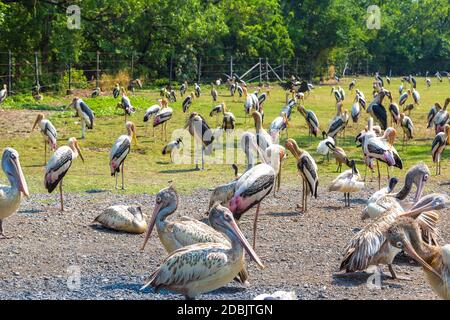 Birds in Safari World Zoo in Bangkok in a summer day Stock Photo