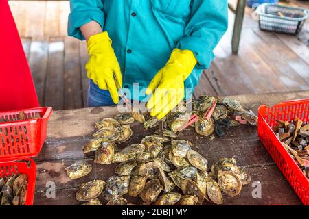 Pearl implantation at Pearl farm in Halong bay, Vietnam in a summer day Stock Photo