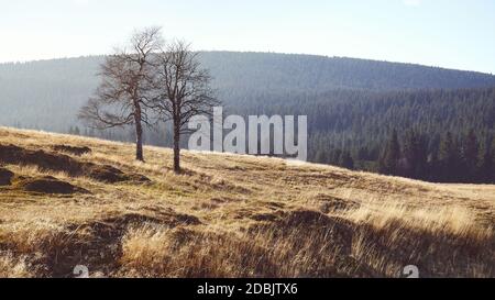 Trees on a mountain meadow, color toned picture. Stock Photo