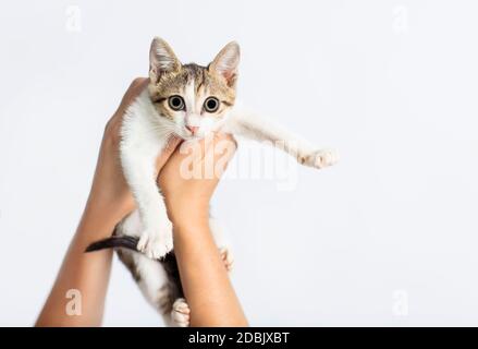 Hands holding a kitten on white background Stock Photo