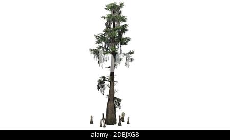 Bald Cypress tree - isolated on white background Stock Photo