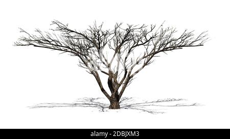 Umbrella Thorn Tree in the winter with shadow on the floor - isolated on white background Stock Photo