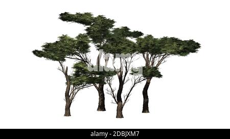 several various Umbrella Thorn Trees - isolated on white background Stock Photo