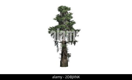 Bald Cypress tree - isolated on white background Stock Photo