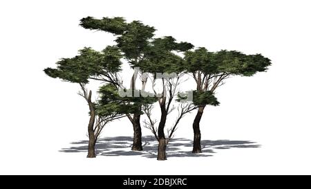 several various Umbrella Thorn Trees with shadow on the floor - isolated on white background Stock Photo