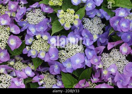 Hydrangea macrophylla Blaumeise Stock Photo