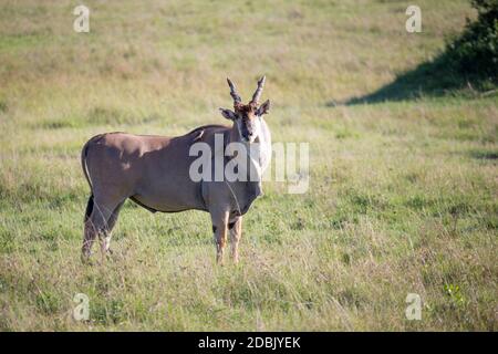 The Eland, the largest antelope, in a meadow in the Kenyan savanna Stock Photo