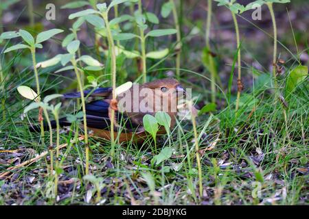 Young Eurasian bullfinch feeding on a meadow Stock Photo